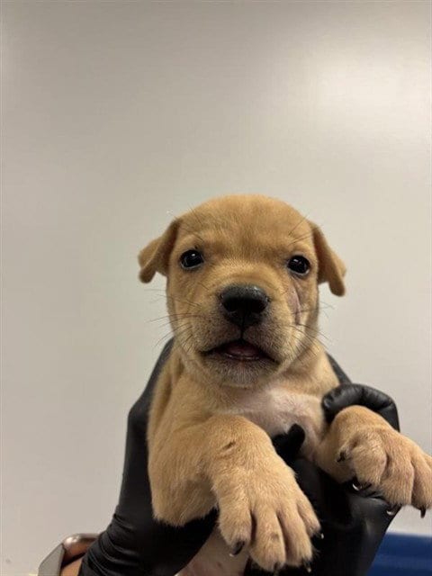 Photo of Lumiere, adoptable Labrador Retriever in Corpus Christi, Texas