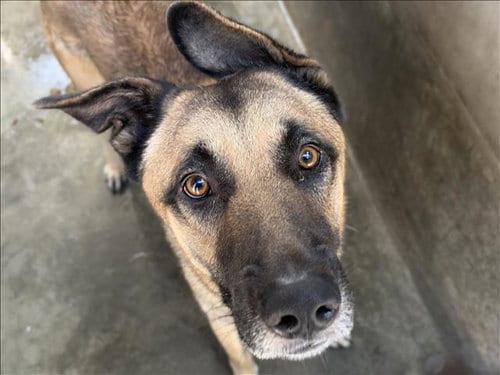 Photo of Ranger, adoptable German Shepherd Dog in Los Angeles, California