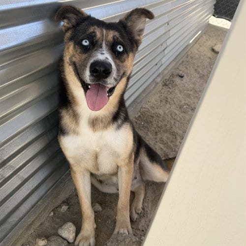 Photo of Siri, adoptable Husky in Thousand Palms, California