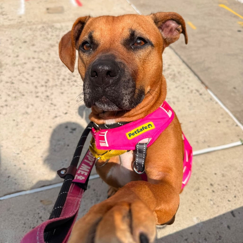 Photo of Juniper, adoptable Terrier, American Staffordshire / Mixed Breed (Medium) in Whitestone, New York