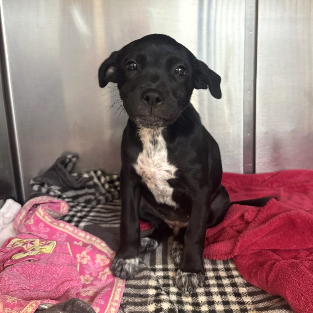 Photo of Lexi, adoptable Mixed Breed (Medium) in St. Charles, Missouri