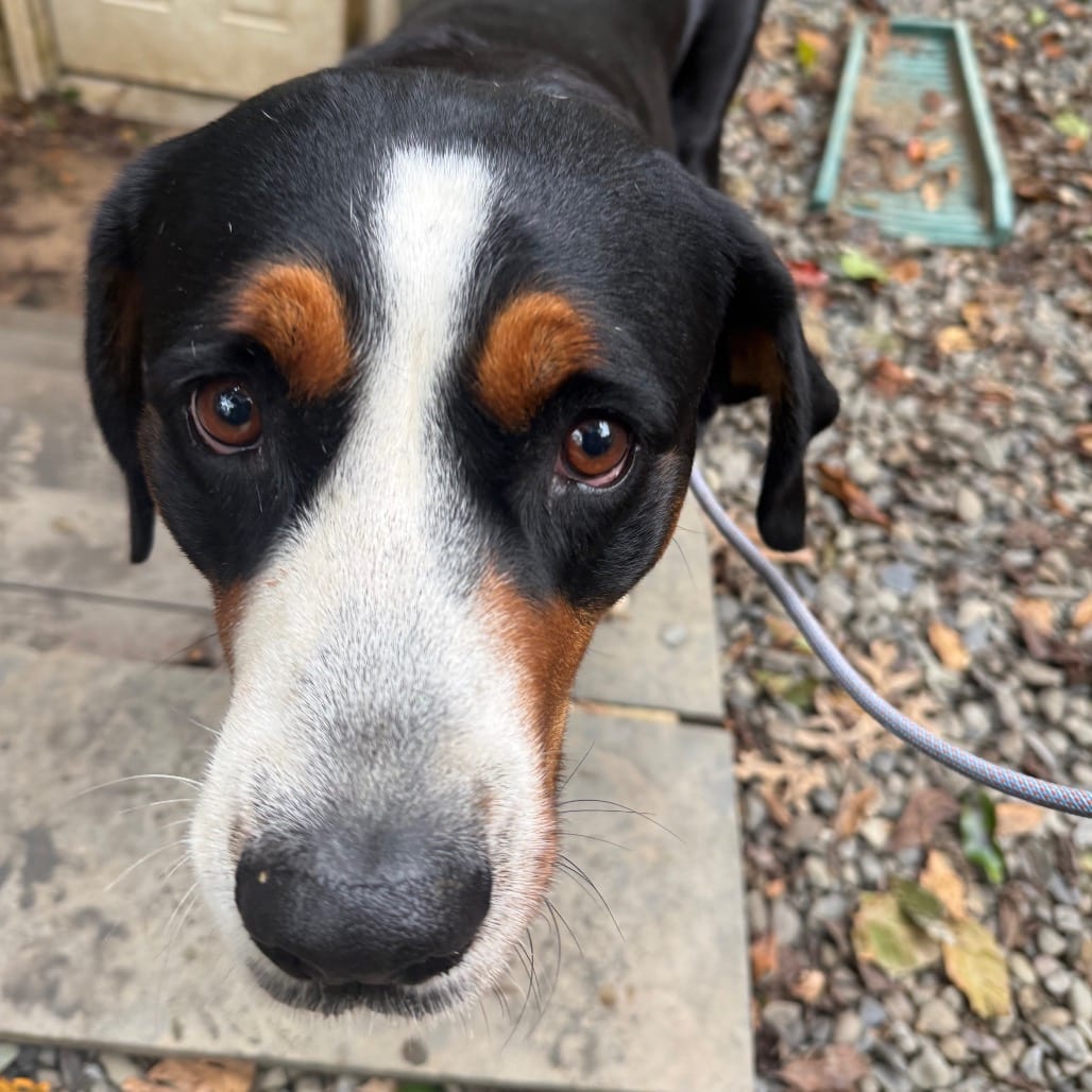 Photo of Jenny, adoptable Greater Swiss Mountain Dog in West Chester, Pennsylvania