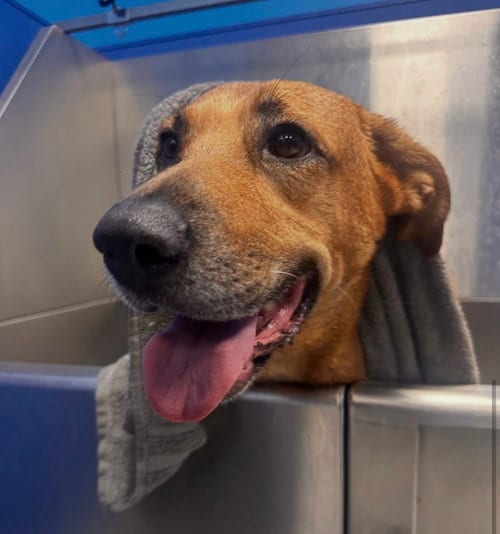 Photo of Bubblegum, adoptable Labrador Retriever in The Woodlands, Texas