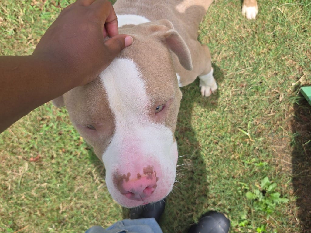 Photo of Sarge, adoptable Mixed Breed in Douglasville, Georgia