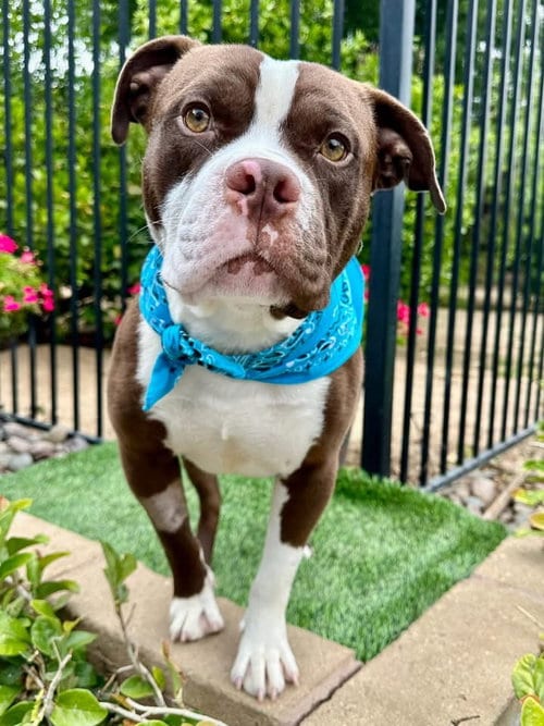 Photo of Rowan, adoptable American Pit Bull Terrier in Redlands, California