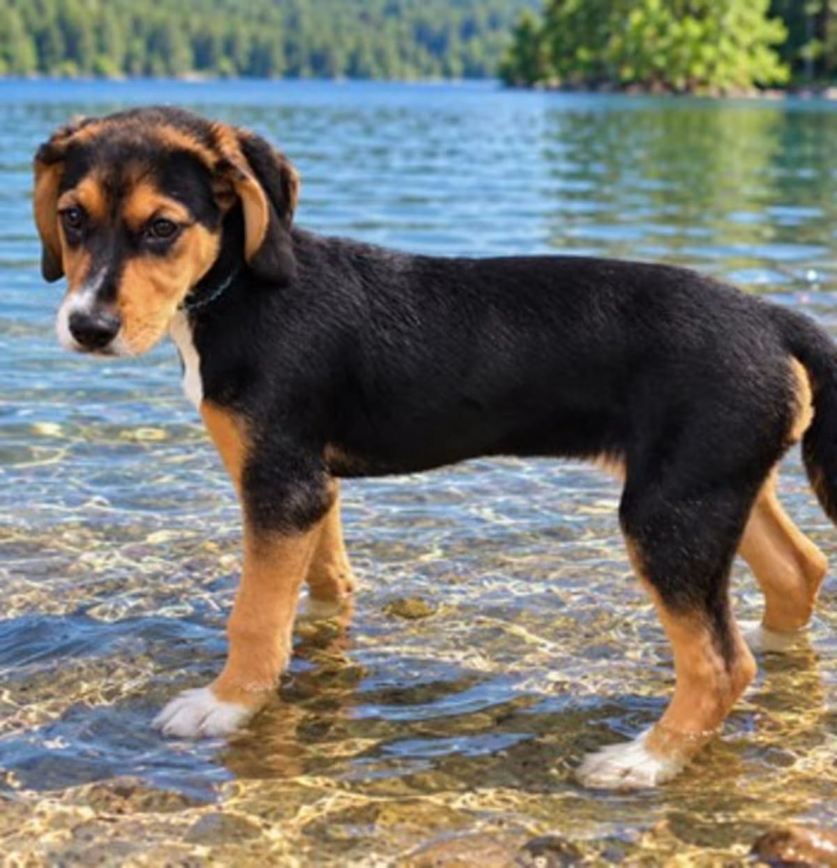 Photo of Puppy Winnie, adoptable Hound (Unknown Type)/Border Terrier in Washington, District of Columbia
