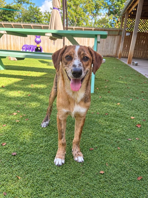 Photo of Twister (m), adoptable Australian Shepherd in Nashville, Tennessee