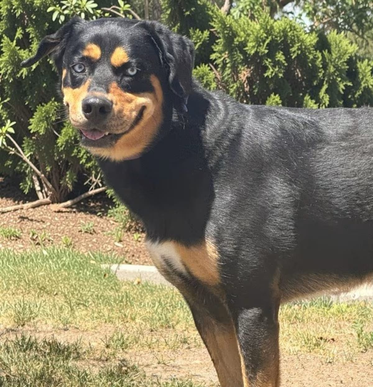 Photo of Scout, adoptable Rottweiler/Australian Shepherd in Littleton, Colorado