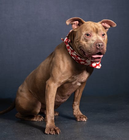 Photo of John Street, adoptable dog in Atlanta, Georgia