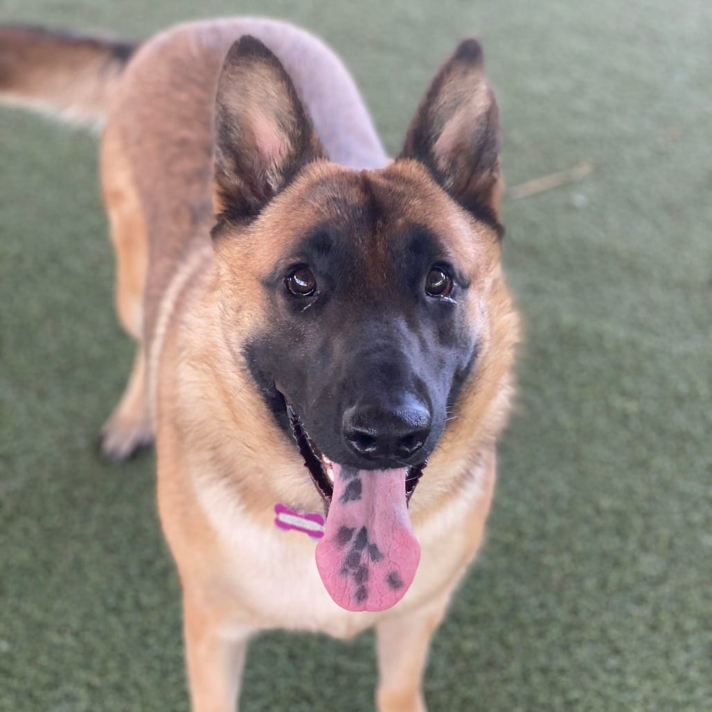 Photo of Goku, adoptable Malinois, Belgian / Mixed Breed (Large) in Riverside, California