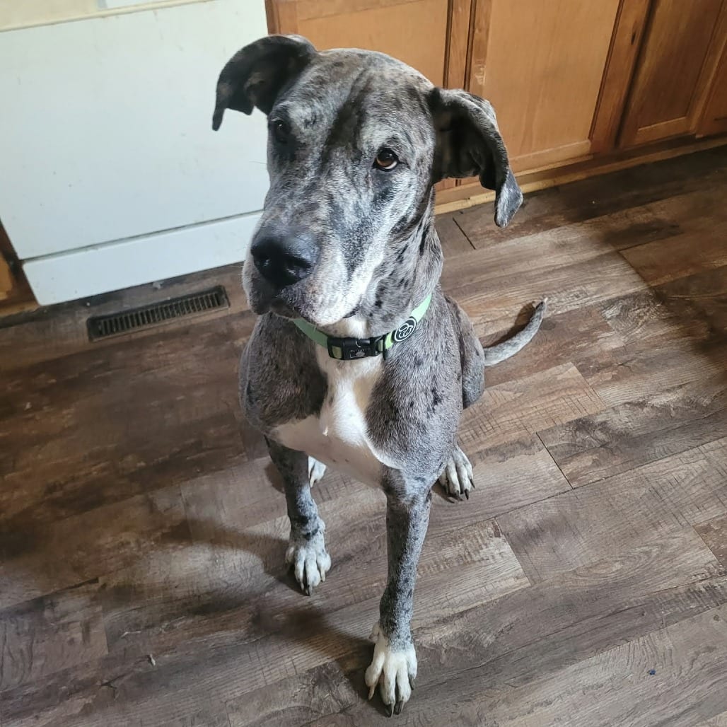 Photo of Phoebe D12815, adoptable Great Dane / Great Dane in Princeton area, Minnesota