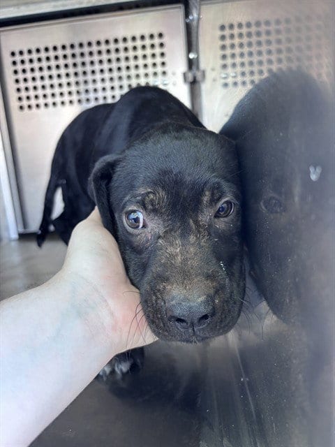 Photo of A480820, adoptable Pit Bull Terrier in Oklahoma City, Oklahoma