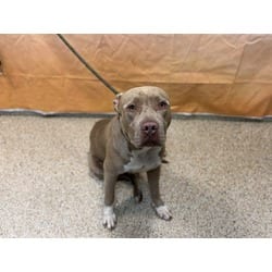 Photo of Woody, adoptable American Pit Bull Terrier in Doral, Florida