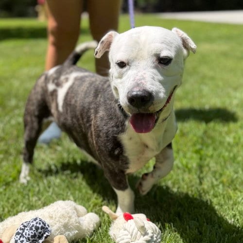 Photo of Axel Hope, adoptable Terrier in Yardley, Pennsylvania