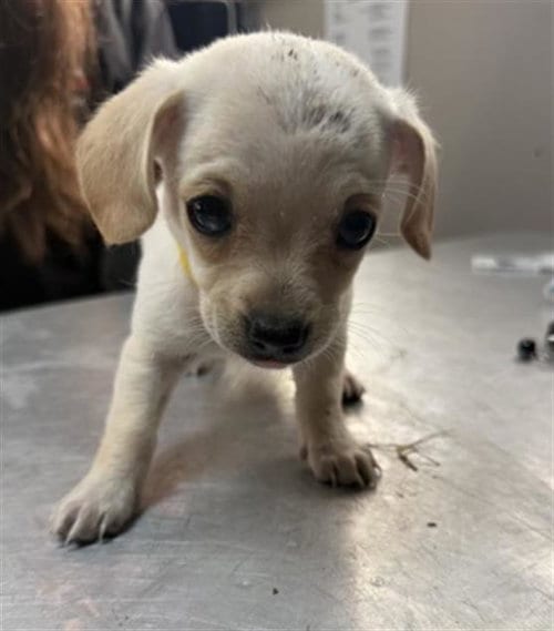 Photo of Angelica, adoptable Chihuahua in Redlands, California