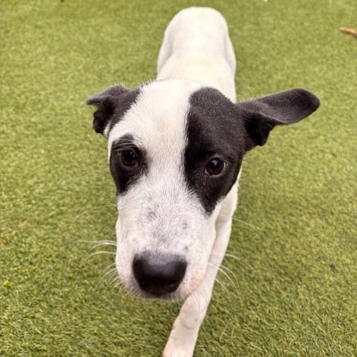 Photo of Moo, adoptable Terrier in Dallas, Texas