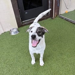 Photo of Omari 5739, adoptable Shepherd (Unknown Type) Mixed Breed (Medium) in Loxahatchee, Florida