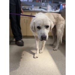 Photo of Sam, adoptable Great Pyrenees in Jurupa Valley, California