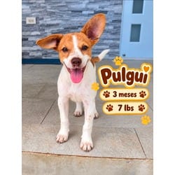 Photo of Pulgui, adoptable Chihuahua in Washington, District of Columbia