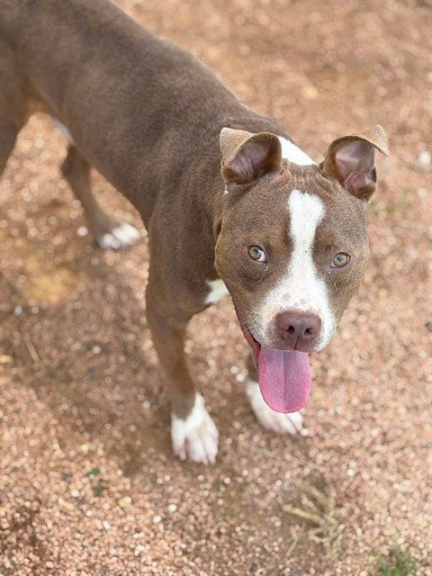 Photo of Momo, adoptable Pit Bull Terrier in Killeen, Texas