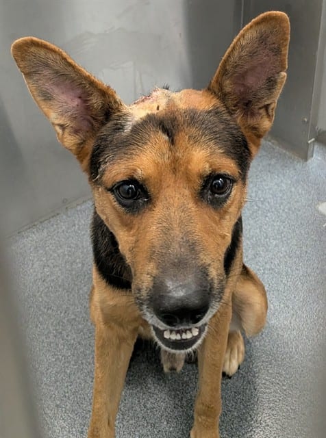 Photo of Dude, adoptable Mixed Breed