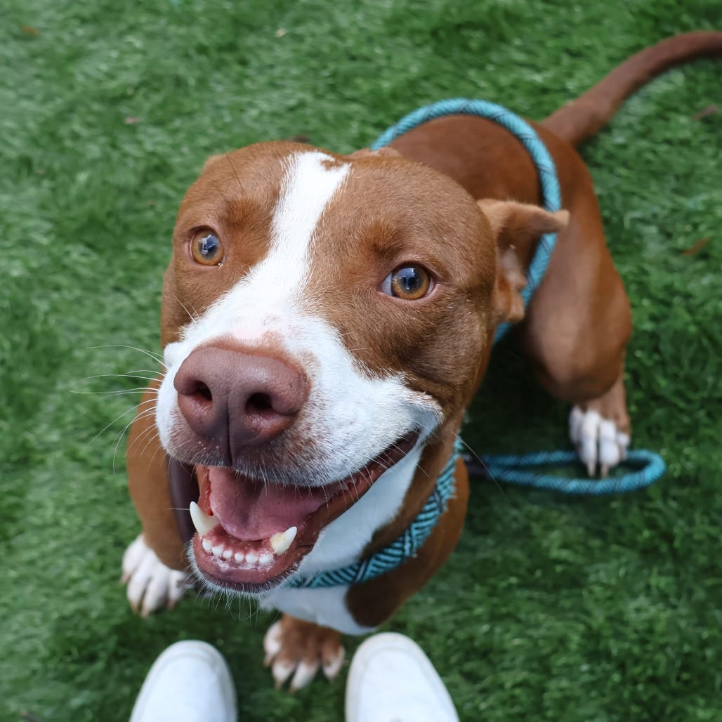 Photo of Asher, adoptable Mixed Breed (Medium) in St. Charles, Missouri