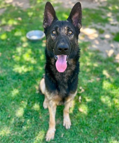 Photo of Duke, adoptable German Shepherd Dog in Riverside, California