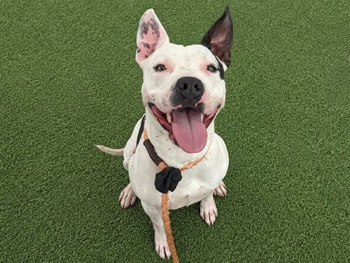 Photo of Spaghetti, adoptable American Pit Bull Terrier in Phoenix, Arizona