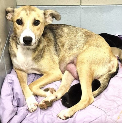 Photo of Eevee, adoptable German Shepherd Dog in Houston, Texas