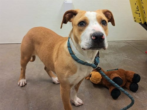 Photo of Confetti, adoptable American Pit Bull Terrier in Phoenix, Arizona
