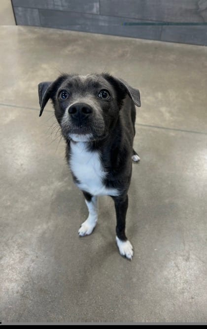 Photo of Oxford, adoptable dog
