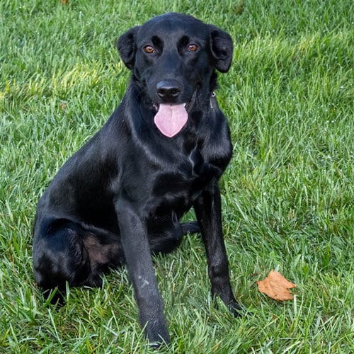 Photo of Kronk, adoptable Labrador Retriever in Maryland, Missouri
