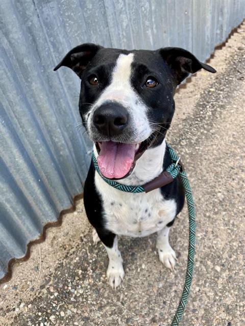 Photo of Strawberry, adoptable American Pit Bull Terrier in Albuquerque, New Mexico