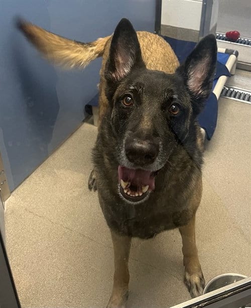 Photo of Seven, adoptable German Shepherd Dog in Mesa, Arizona