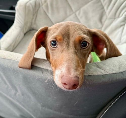 Photo of Summit, adoptable Dachshund in St. Louis Park, Minnesota