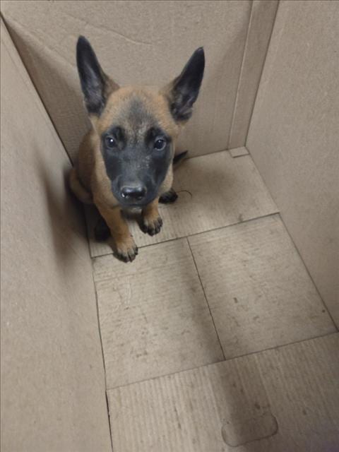 Photo of Mandrel, adoptable German Shepherd Dog in Van Nuys, California