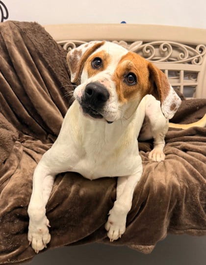 Photo of Tequila (7141), adoptable Labrador Retriever in Lake City, Michigan