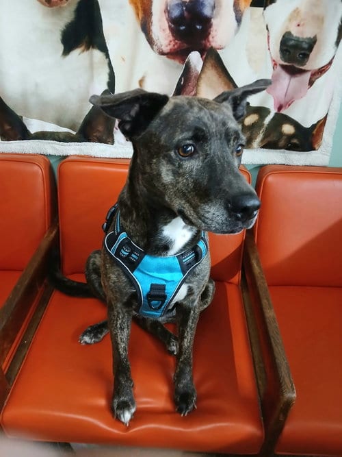 Photo of Raven, adoptable Pit Bull Terrier in Martinsburg, West Virginia