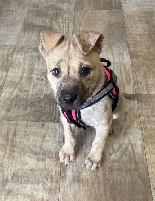 Photo of Happy, adoptable Terrier in San Diego, California