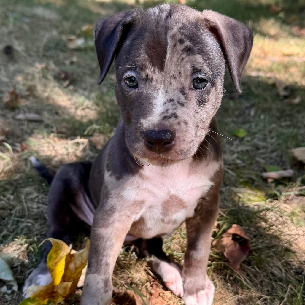 Photo of Sooty (Horse Pup), adoptable Mixed Breed (Medium) in St. Louis, Missouri