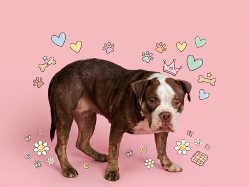 Photo of Calliope, adoptable Pit Bull Terrier in Los Angeles, California