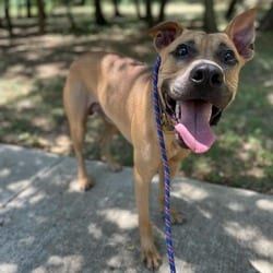 Photo of Chook, adoptable American Pit Bull Terrier Mixed Breed (Medium) in Hartford, Connecticut