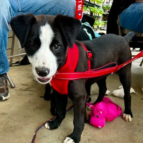 Photo of Dottie, adoptable Mixed Breed (Medium) in Cape Girardeau area, Missouri