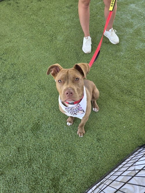 Photo of Albert, adoptable Pit Bull Terrier in Chula Vista, California