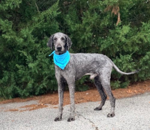 Photo of Nashville, adoptable Poodle (Standard) in Raleigh, North Carolina