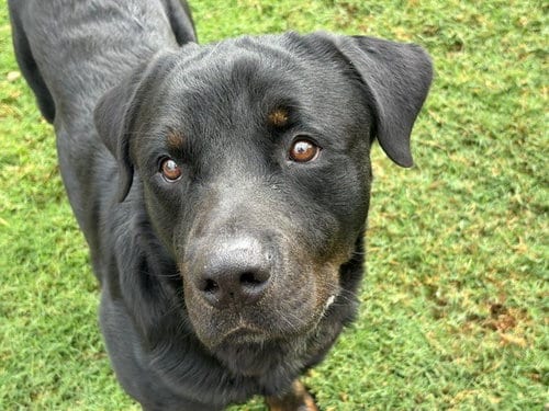 Photo of County, adoptable Rottweiler in Tulsa, Oklahoma