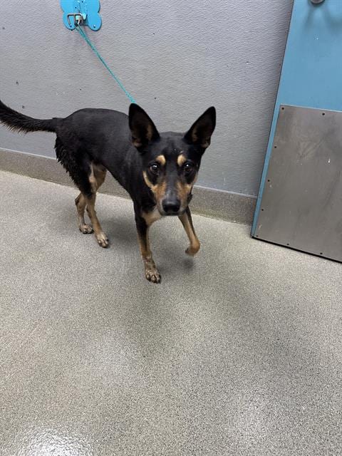 Photo of Rory, adoptable Labrador Retriever in Las Vegas, Nevada