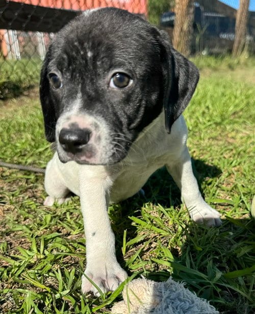 Photo of Diva, adoptable Bulldog in Tarrytown, Georgia