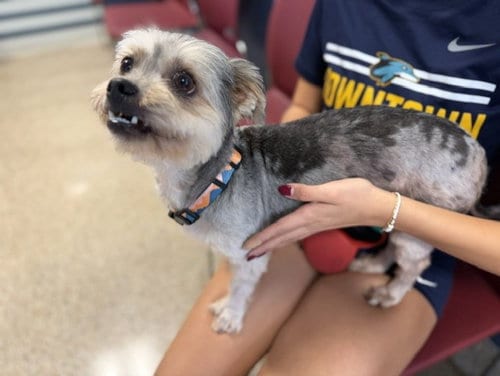 Photo of Milo, adoptable Yorkshire Terrier Yorkie in Miami, Florida