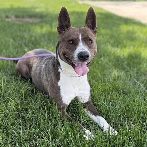 Photo of Harley, adoptable Collie in Modesto, California